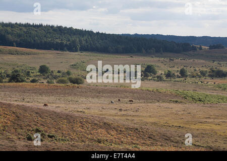 Latchmore fondo da Hampton crinale tra Fritham e Frogham vicino a Fordingbridge New Forest Hampshire Inghilterra Foto Stock