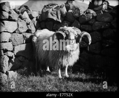 Questa immagine dell'inizio del XX secolo raffigura una scena dagli anni '1910 agli anni '1920, probabilmente mostrando paesaggi rurali, probabilmente in Scandinavia, evidenziando le attività agricole e i dintorni naturali durante quel periodo. L'immagine fornisce informazioni sulla vita agricola durante un periodo di significativo cambiamento storico. Foto Stock