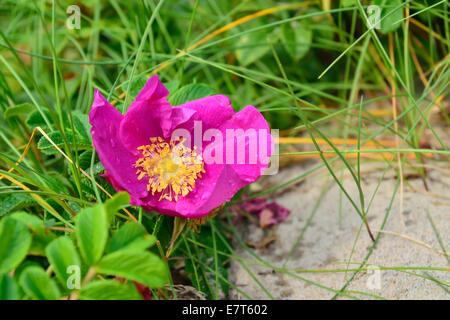 Fiore rosa con gocce di rugiada close up Foto Stock