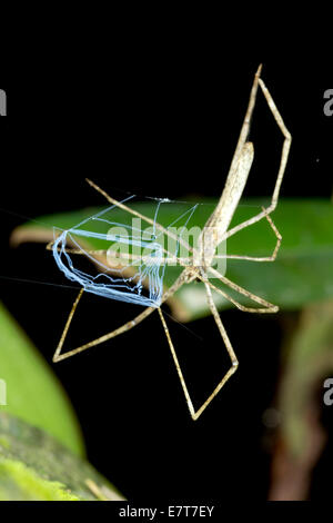 Orco di fronte spider (Deinopus sp.) con web, nell'Amazzonia ecuadoriana. Foto Stock