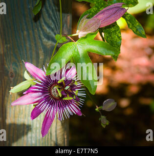 Fiore della passione nel giardino Foto Stock