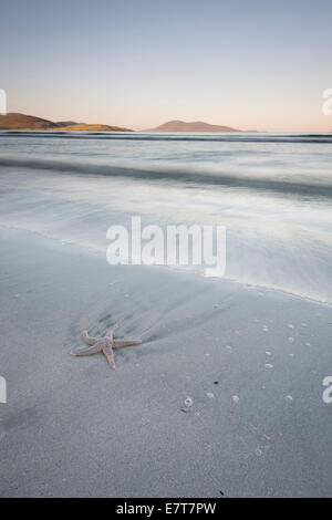 Stella di mare sulla bellissima spiaggia di Luskentire, Isle of Harris, Ebridi Esterne, Scozia Foto Stock