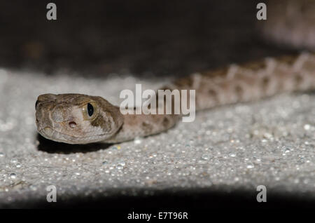 Il neonato Western Diamond-backed Rattlesnake, (Crotalus atrox), sulla strada lastricata di notte. Socororro Co., New Mexico, negli Stati Uniti. Foto Stock