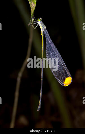 Elicottero Damselfly (Mecistogaster ornata) sono ' appollaiati nel sottobosco della foresta pluviale, Ecuador Foto Stock