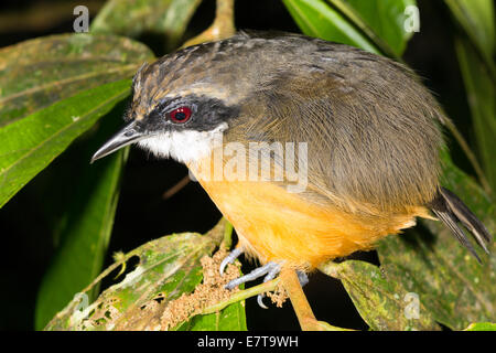 Uccello non identificato sono ' appollaiati nella foresta pluviale sottobosco di notte, Ecuador. Foto Stock