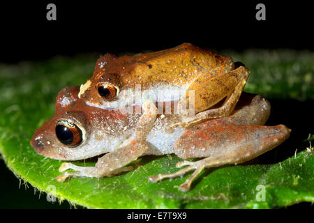 Coppia di Bibliotecario pioggia rane (Pristimantis librarius) in amplexus su una foglia nella foresta pluviale sottobosco, Ecuador Foto Stock