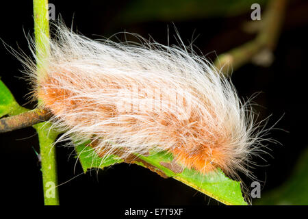 Un molto pelosi caterpillar nel sottobosco della foresta pluviale, Ecuador. Foto Stock