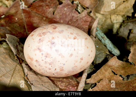 Uova di comune Pauraque (Nyctidromus albicollis), prevista direttamente sulla figliata di foglia, nessun nido. Ecuador. Foto Stock