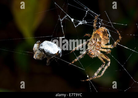 Grandi orb-web spider con un oggetto di preda nel suo web, Ecuador Foto Stock