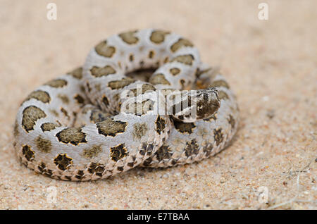 Deserto Massasauga, (Sistrurus catenatus edwardsi), Valencia Co., New Mexico, negli Stati Uniti. Foto Stock