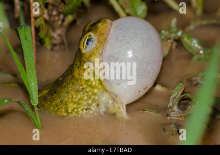 Il lettino Spadefoot Toad, (Scaphiopus couchii), chiamando maschio. Valencia Co., New Mexico, negli Stati Uniti. Foto Stock