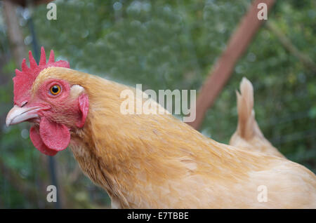 Polli nel colpo di stato. Foto Stock