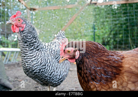 Polli nel colpo di stato. Foto Stock