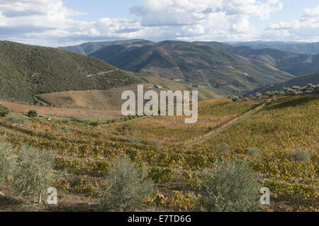 I vigneti di La regione del Douro, Favaios, Portogallo Foto Stock