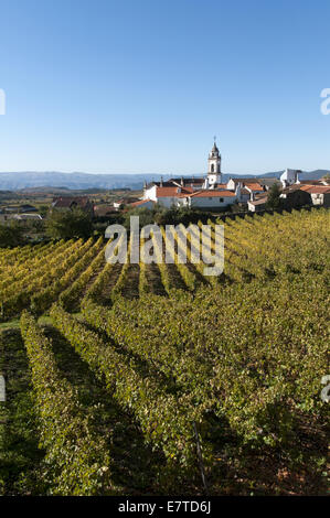 I vigneti di La regione del Douro, Favaios, Portogallo Foto Stock