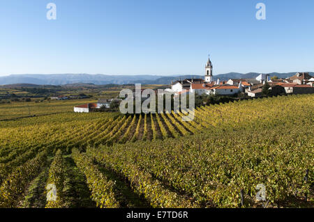 I vigneti di La regione del Douro, Favaios, Portogallo Foto Stock