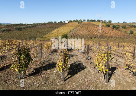 I vigneti di La regione del Douro, Favaios, Portogallo Foto Stock