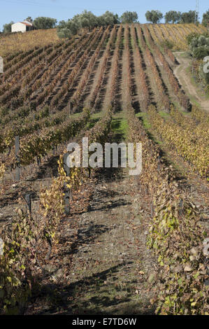 I vigneti di La regione del Douro, Favaios, Portogallo Foto Stock