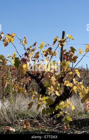 I vigneti di La regione del Douro, Favaios, Portogallo Foto Stock