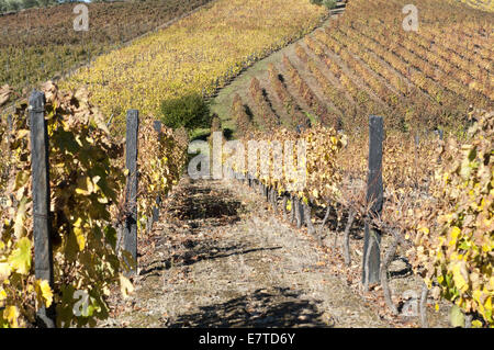 I vigneti di La regione del Douro, Favaios, Portogallo Foto Stock