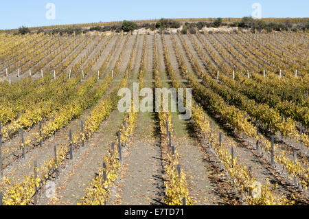 I vigneti di La regione del Douro, Favaios, Portogallo Foto Stock