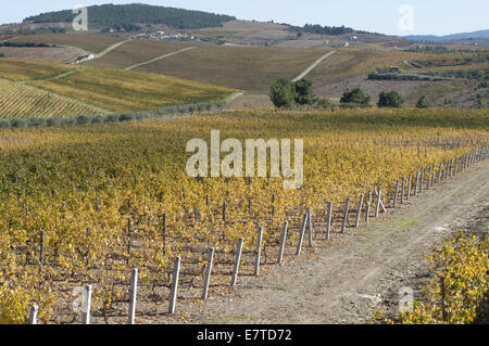 I vigneti di La regione del Douro, Favaios, Portogallo Foto Stock