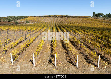 I vigneti di La regione del Douro, Favaios, Portogallo Foto Stock