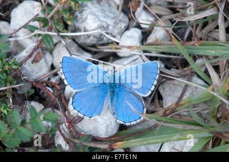 Adone maschio blu sul tappeto erboso a corto di Malling giù, Foto Stock