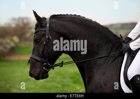 Il frisone o Frisone cavallo, stallone, inglese briglia, la posizione di testa in profilo Foto Stock