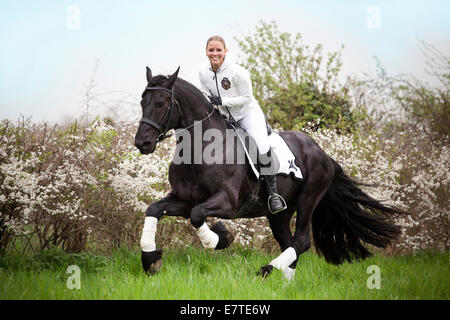Il frisone o Frisone cavallo, stallone, femmina rider cantering Foto Stock