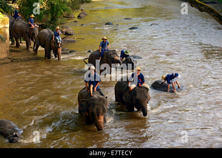 La balneazione Mahouts loro o Asiatico elefanti asiatici (Elephas maximus) nel codolo di Mae River, Maetaman Elephant Camp Foto Stock