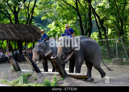 O asiatico Elefante asiatico (Elephas maximus) durante una dimostrazione in Maetaman Elephant Camp, Chiang Mai Provincia Foto Stock