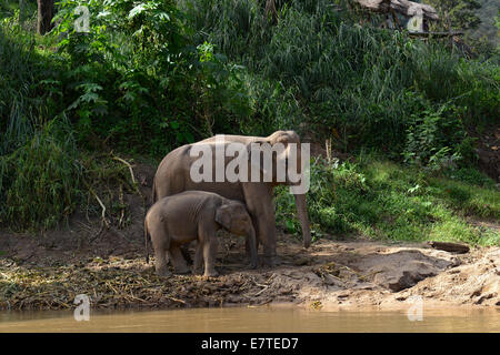 O Asiatico elefanti asiatici (Elephas maximus), mucca con un vitello Maetaman Elephant Camp, Chiang Mai Provincia Nord della Thailandia Foto Stock