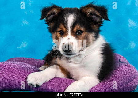 Border Collie cucciolo Foto Stock