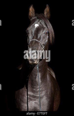 Purosangue arabo cavallo che indossa un show halter, stallone nero, Austria Foto Stock