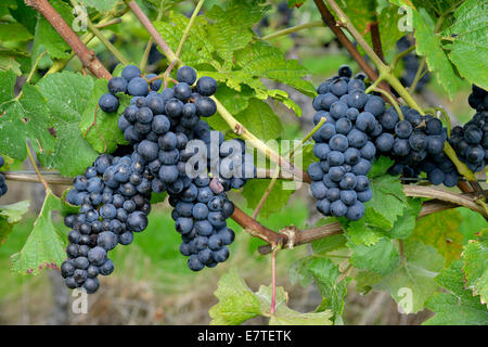 Pinot Nero, Baden-Württemberg, Germania Foto Stock