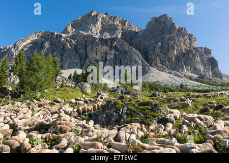 Gregge di pecore sul Passo Falzarego Lagazuoi con la stazione della funivia sul retro, Cortina d'Ampezzo, Veneto, Italia Foto Stock