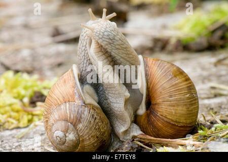 Lumache di borgogna (Helix pomatia), accoppiamento, Germania Foto Stock