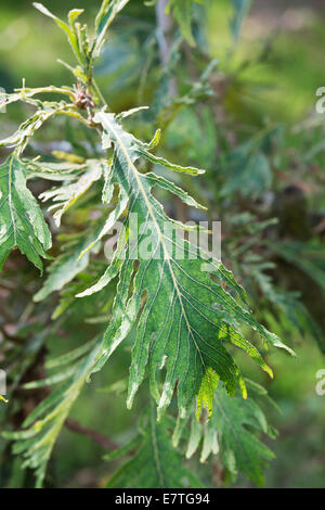 Quercus dentata 'pinnatifida'. Imperiale giapponese foglie di quercia Foto Stock