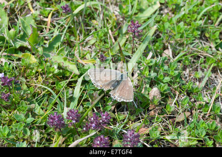 Femmina di Chalk Hill blu con un addome sollevata respingendo l attenzione dei maschi nelle vicinanze Foto Stock