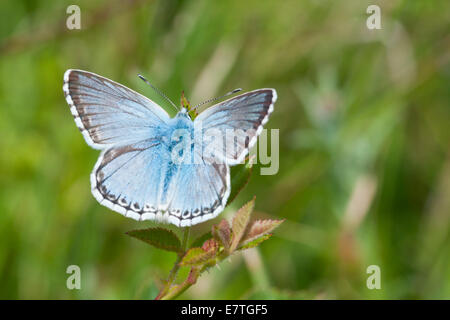 Maschio di Chalk Hill blu su South Downs Foto Stock