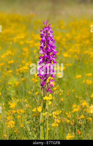 Orchis palustris ssp. robusta Orchis robusta Knabenkraut Robustes Foto Stock