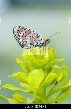 Avvistato Fritillary in appoggio con ante chiuse su di un impianto Foto Stock