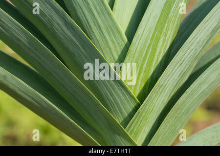 Alternando le foglie del porro Solais un tradizionale varietà francese con profonda forme geometriche che danno motivo a più livelli Foto Stock