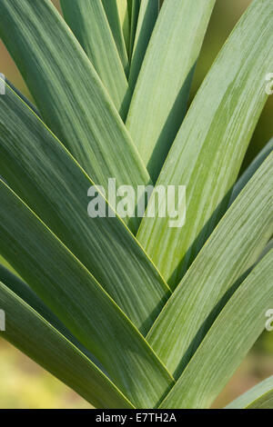 Alternando le foglie del porro Solais un tradizionale varietà francese con profonda forme geometriche che danno motivo a più livelli Foto Stock