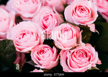 Immagine di sfondo di un bel colore rosa Rose. Tonica Instant Photo Foto Stock