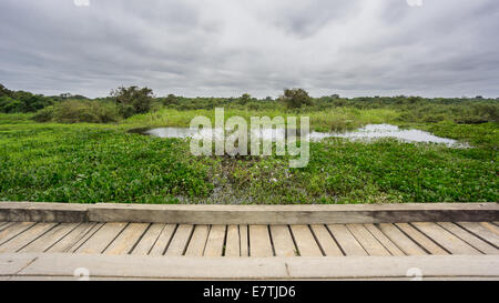 Ampia vista della strada Transpantaneira ponte in legno Panantal zone umide Foto Stock