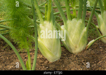 Paio di finocchio bulbi vegetali fianco a fianco pronto per il raccolto di un organico di ripartirsi con verde brillante germogli di succulenti frond Foto Stock