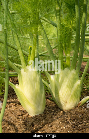 Paio di finocchio bulbi vegetali fianco a fianco pronto per il raccolto di un organico di ripartirsi con verde brillante germogli di succulenti frond Foto Stock