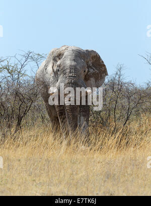 Elefante africano (Loxodonta africana) bull proveniente dalla boccola in Etosha National Park, Namibia Foto Stock